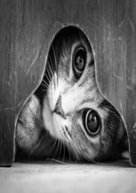 猫的报恩 主题曲